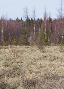 Isämeidänkivi vappuna 2015, kuvattuna Mäntlahden kodalle johtavan patikkareitin varrelta. Kuva Ilkka Ahmavaara.