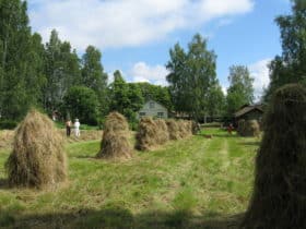 Heinäpellolla vuonna 2008 Aino Harjun niityllä kylätalkkari Seppo Ojalan lampaiden appeeksi.